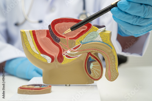 Male reproductive system, Asian doctor holding human anatomy model for study diagnosis and treatment in hospital.
