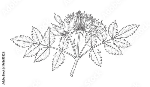 Line of a flowering plant with compound leaves and seed pods