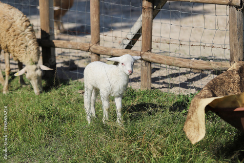 A cute little white baby lamb walking on green grass alongside adult sheep near a bamboo fence. Livestock breeding and countryside farming concept.