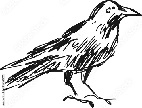 Hand drawn black crow standing sideways with detailed feathers sketch illustration