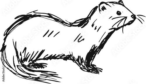 hand drawn ferret illustration with detailed sketch lines in black and white