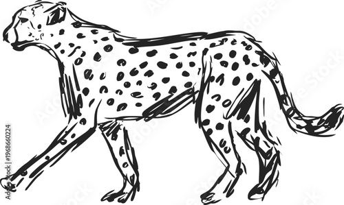 hand drawn sketch of a walking cheetah with spotted fur and streamlined body