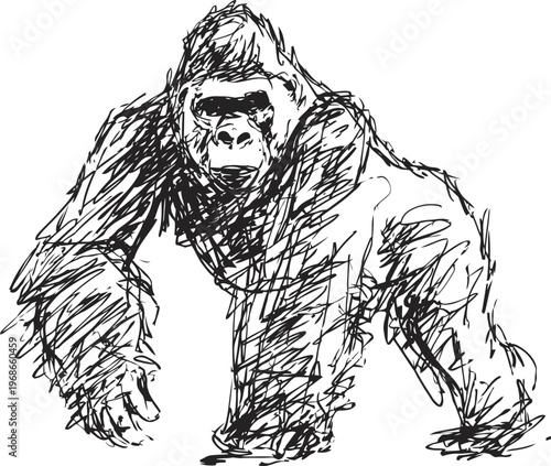 sketch of a gorilla walking hand drawn black ink illustration of a wild primate standing on all fours