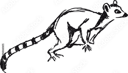 Black and white sketch of a ring tailed lemur, wild animal illustration in outline