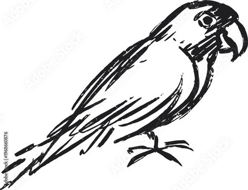 Sketch of a parrot perched, hand drawn bird illustration in black ink with detailed feathers and beak