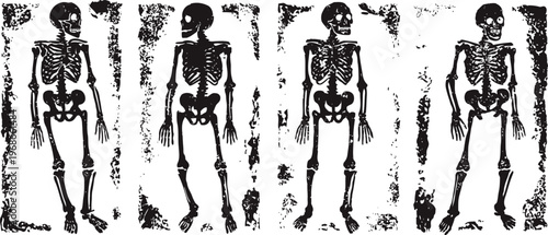 four hand drawn human skeleton illustrations in different standing poses on a textured background