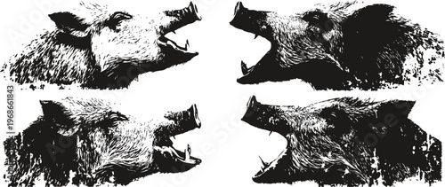 Vintage engraving of roaring wild boar heads showing aggressive animal behavior profile