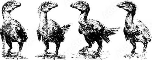 four black and white illustrations of a standing dinosaur in different poses
