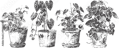 Four vintage potted plants illustration with detailed leaves and stems in various container styles