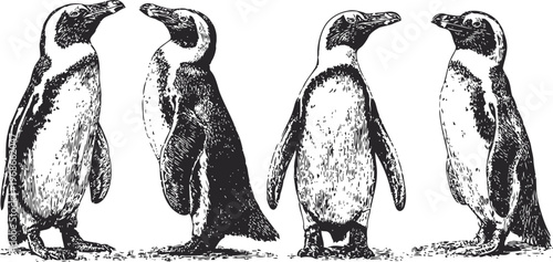vintage black and white penguin illustrations showing four different standing poses