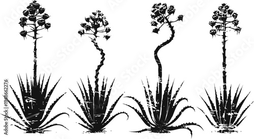 silhouettes of four agave plants with tall flowering stalks in different shapes isolated on white