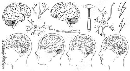 Brain human anatomy illustrations with neuron cells and educational diagrams featuring neurons, neuroscience, neurology with nervous system and head