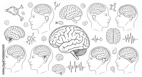 Brain human anatomy set with detailed illustrations of heads and minds, showcasing various perspectives and scientific symbols.