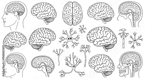 Brain human anatomy set with detailed illustrations of cerebral structures and neurons in black line art style on white background