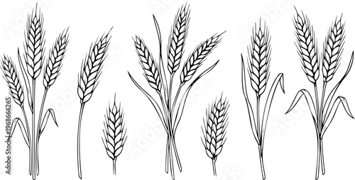 Golden ears of wheat and rye grain vector illustration isolated on white represent a natural summer harvest from a rural agricultural field for organic bread and cereal food production