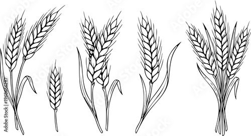 A natural gold vector illustration of wheat and cereal grain ears represents a harvest crop design for organic bread and agriculture icons