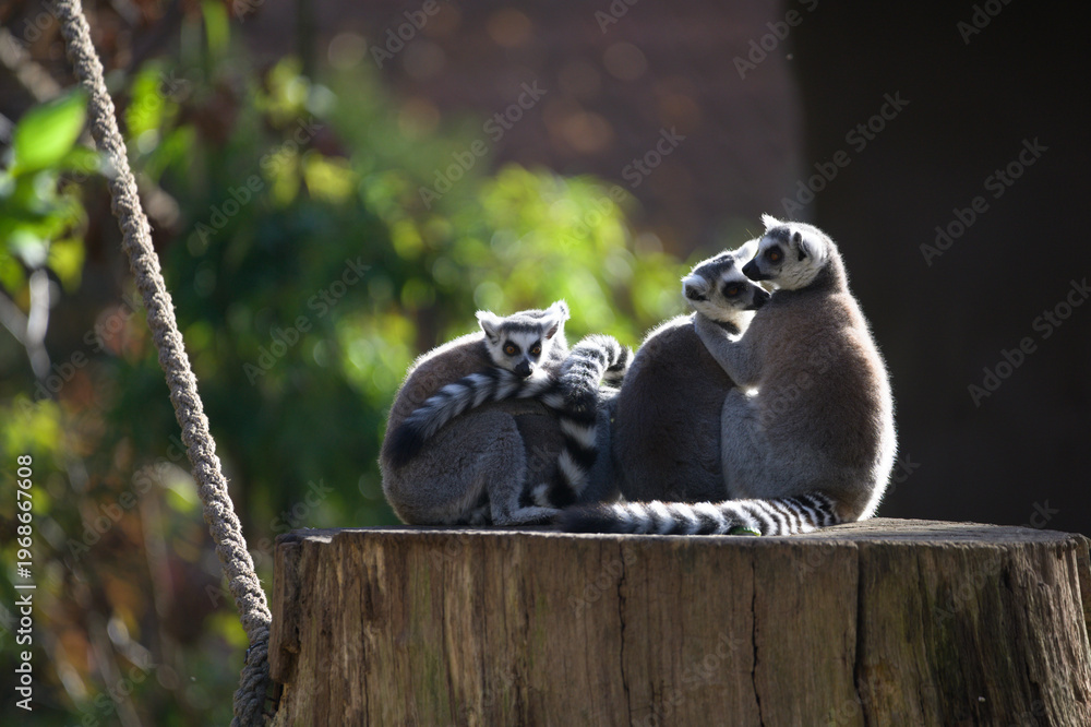 Fototapeta premium Group of Ring Tailed Lemurs Together