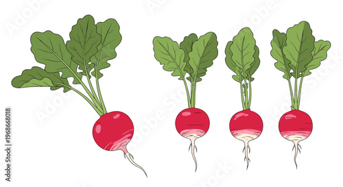 Four fresh red radishes with vibrant green leaves and roots shown in a row against a plain white background.