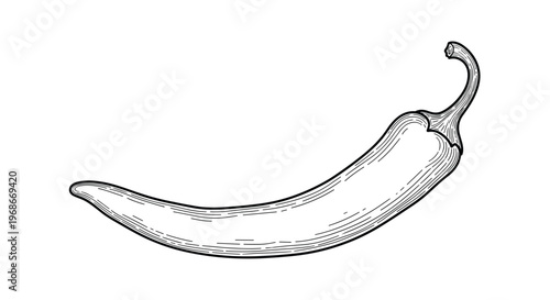 Detailed hand-drawn engraving illustration of a single long hot chili pepper showing intricate textures and shading for culinary design.