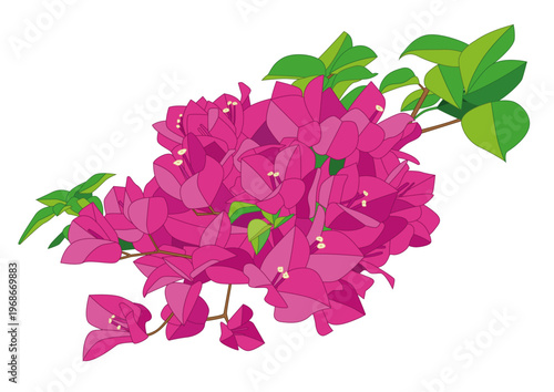 bougainvillea flower pattern design background  