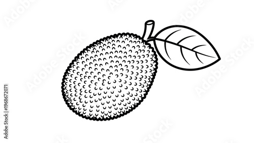 Black and white line of jackfruit tropical
