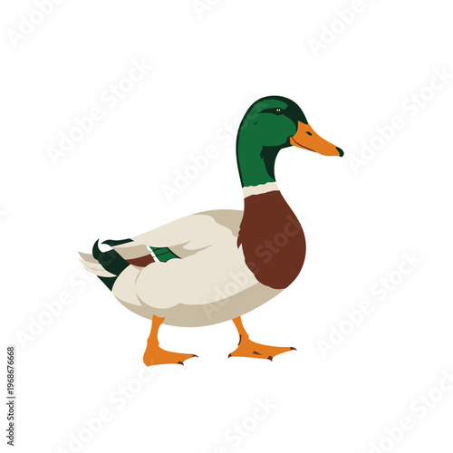 Mallard Duck Illustration - Male Duck with Green Head on White Background