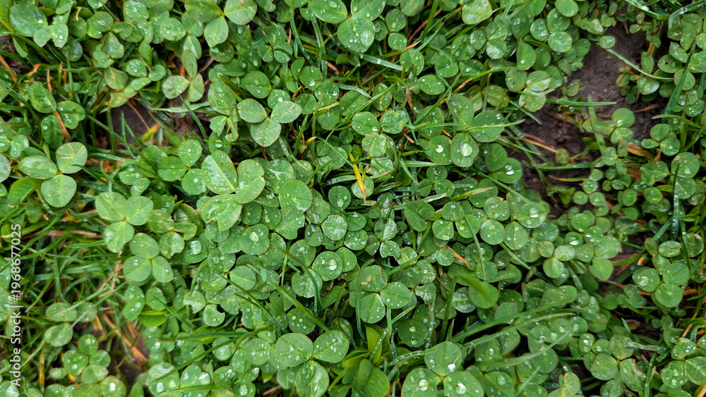 Fototapeta premium Close Up Of Green Clover Patch Covered In Fresh Raindrops