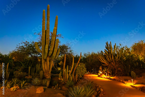 Saguaro Cactus Illuminated at Night at Desert Botanical Garden Arizona