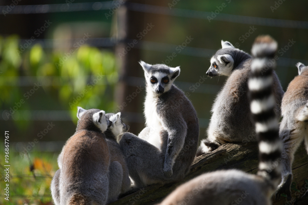 Fototapeta premium Family of Ring Tailed Lemurs Together