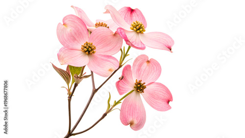 Obraz na plátně Dogwood flowers bloom on a branch isolated on transparent background cut out
