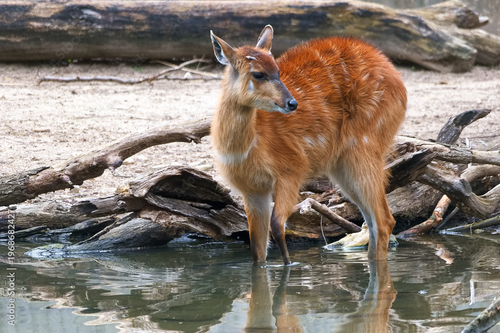 Obraz premium Red deer stands by the water's edge in a natural habitat during daytime