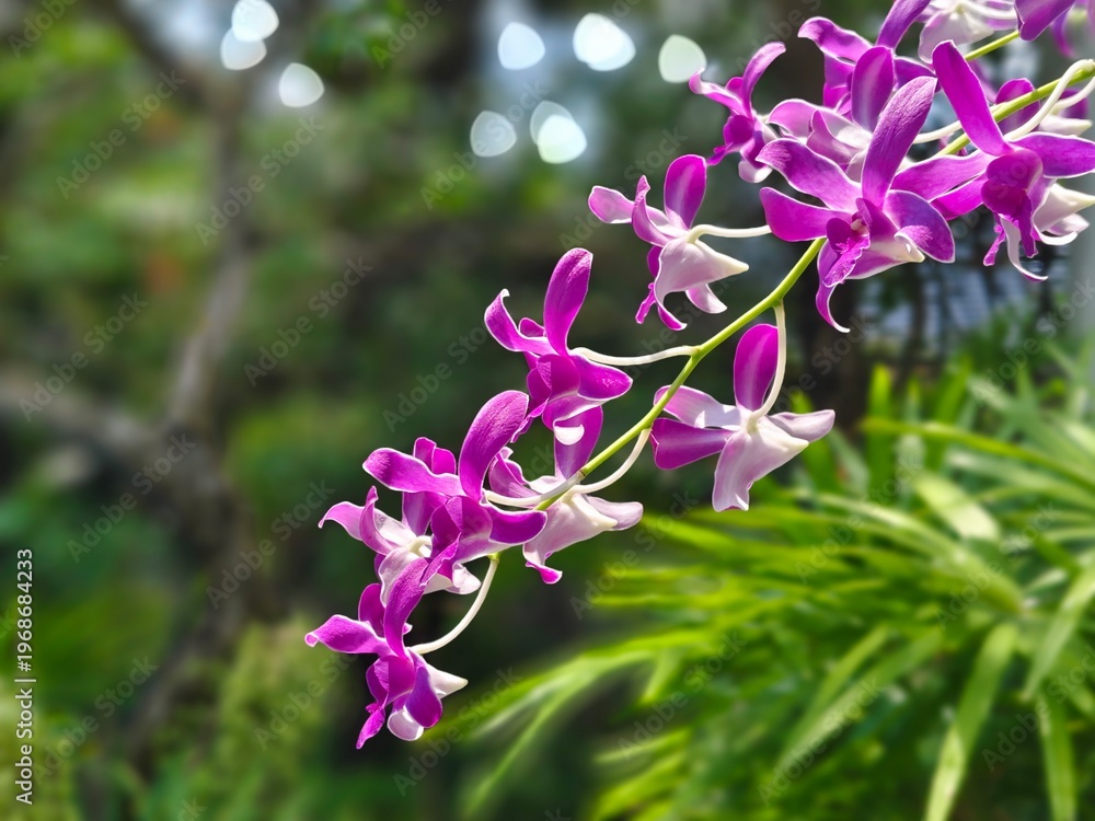 Fototapeta premium Exotic Thai Orchid Blossoms with Soft Bokeh Nature Background 