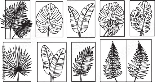 Illustrations of various coniferous trees with distinct needle arrangements Vector