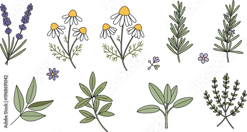 Hand drawn herbal plants and flowers vector set featuring lavender chamomile rosemary and botanical leaves in natural sketch style isolated on white background