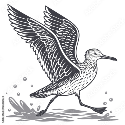A detailed engraving depicts a shorebird in mid stride wings partially spread running across water with splashing droplets high quality