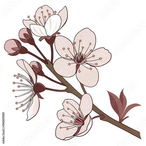 A delicate illustration depicts blossoming cherry or plum tree branches with light pink and white flowers showcasing springtime beauty