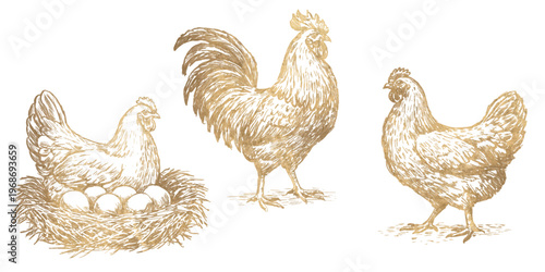 Elegant golden rooster and hens set in vintage engraving style. Hand drawn farm poultry illustrations, perfect for organic food packaging, premium branding and rustic design