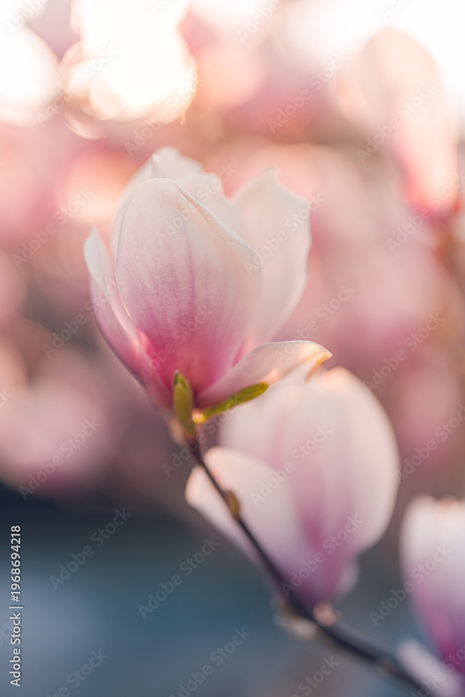 Obraz premium Blooming magnolia flowers in sunset sunlight, dreamy spring blossom with soft bokeh, romantic floral nature background. Gorgeous majestic springtime artistic wallpaper