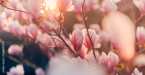 Magnolia blossom flowers glowing in warm sunset light, soft pink petals with dreamy bokeh background, romantic spring floral scene, delicate garden bloom, elegant botanical nature artistic wallpaper