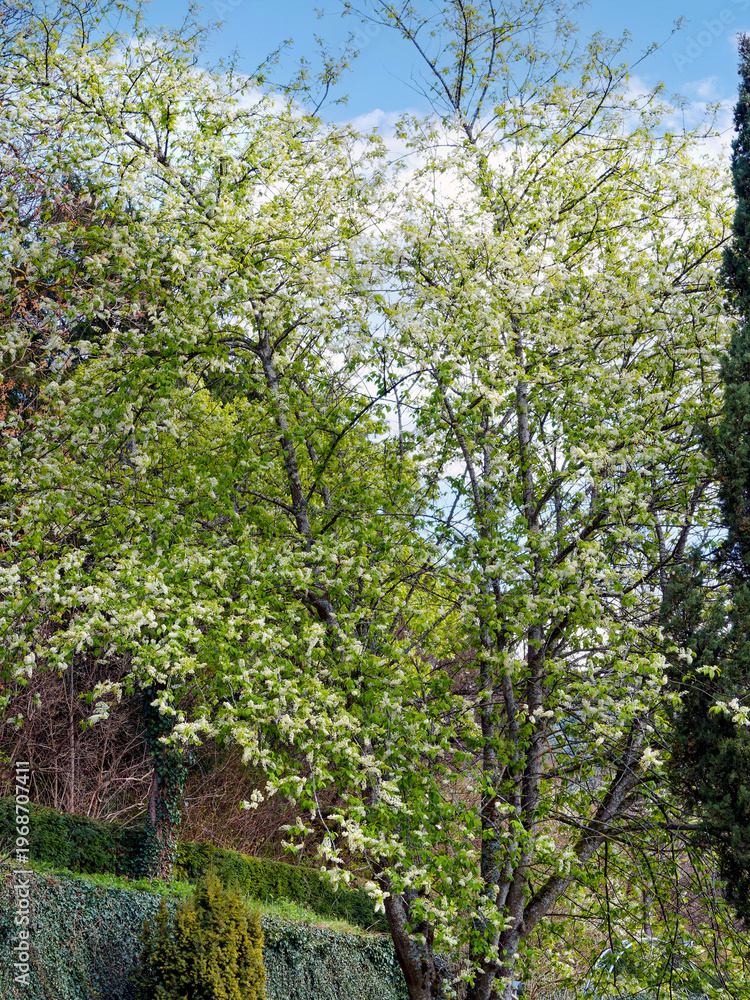 Fototapeta premium Prunus padus - Stunning tree of bird cherry in spring flowering of abundant white flowers in racemes with this almond-scented along brown branches and twigs adorned with green petiolate leaves
