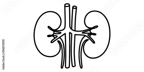 A simple black and white line drawing of the human kidney anatomy with connected blood vessels Vector, illustration