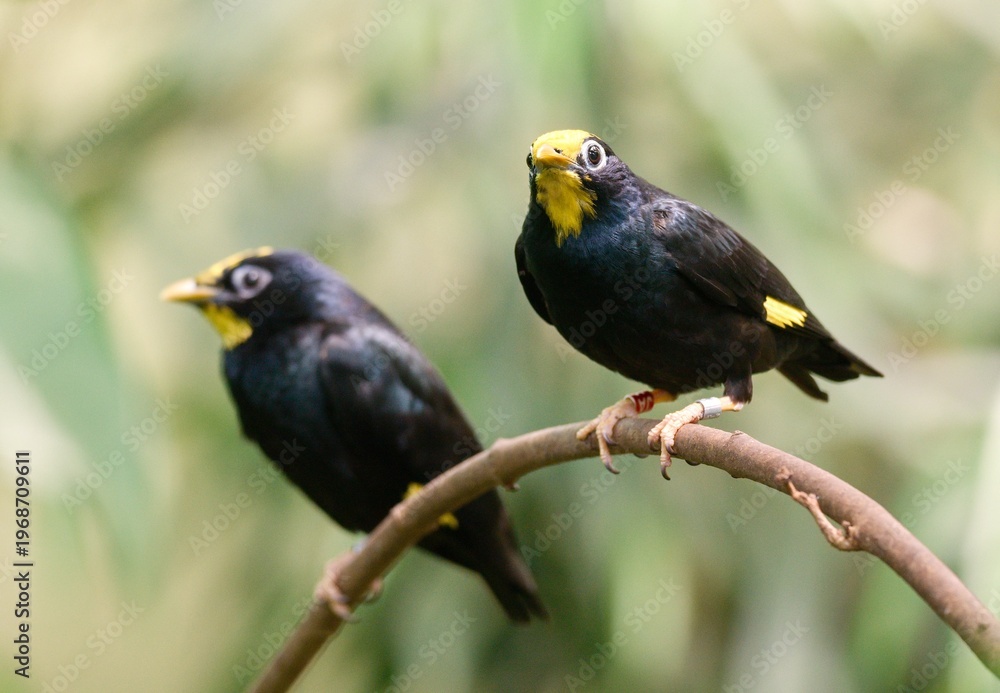 Obraz premium Golden-crested myna