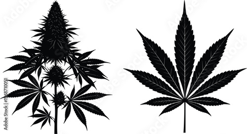 Cannabis plant silhouette with leaves and buds, marijuana botanical illustration, black monochrome design for herbal, medical, hemp industry, nature and organic plant concept