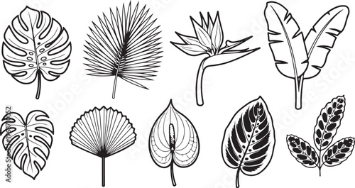 Illustrations of different types of leaves and their basic structures Vector