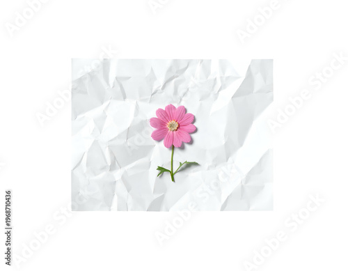 Delicate pink blossom on crumpled white paper background
