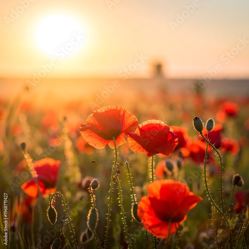 Close-up of vibrant red blooms in a sunlit field, with the warm, glowing sun casting long shadows. Some distant figures are visible