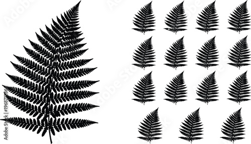 Fern leaf silhouettes collection in black and white, detailed botanical foliage, natural forest plant illustration set, elegant tropical greenery design elements for decor and branding