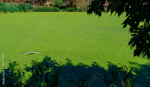 An overgrown hypereutrophic artificial lake in a park