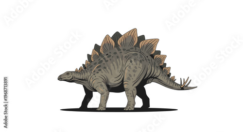 Detailed illustration of a stegosaurus dinosaur with bony plates on its back and spikes on its tail on a white background.