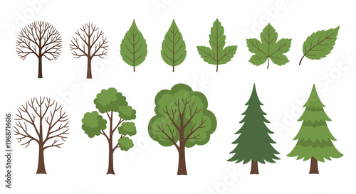Tree and leaf collection vector seasonal botanical set bare and lush green plants isolated on white